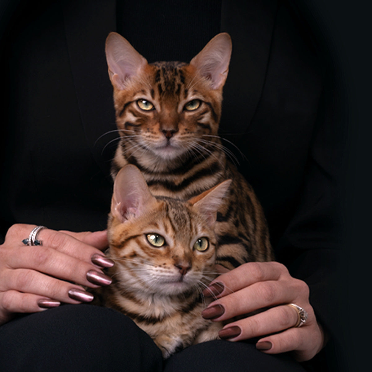 Kit Cat Eye Collection