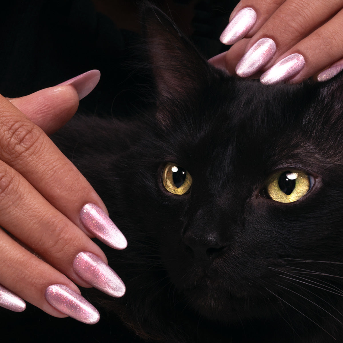 Kit Cat Eye Collection